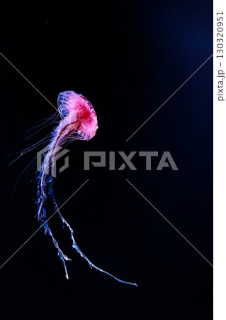 水族館の水槽を優雅に泳ぎ回るクラゲや魚たち 水族館の水槽を優雅に泳ぎ回るクラゲや魚たち 130320951