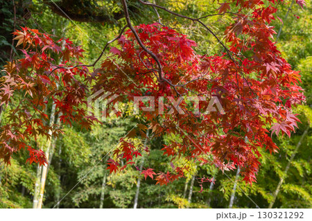 紅葉と竹林 130321292