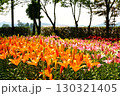 色鮮やかな満開のゆり園 130321405