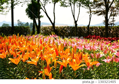 色鮮やかな満開のゆり園 130321405