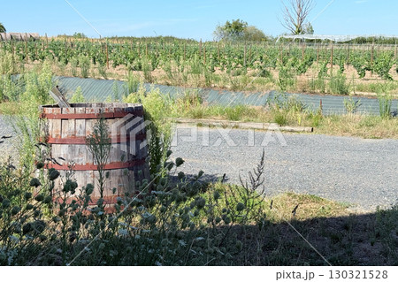 Wooden wine barrel set beside a vineyard on a sunny day. Regenerative agriculture, organic grape growing, soil health, biodiversity in agriculture 130321528