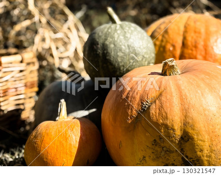 Large and small pumpkins in the backyard of a private garden. Wicker basket, melons. 130321547