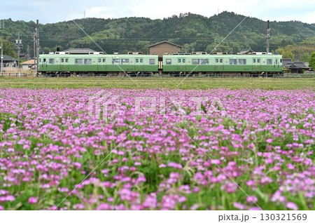れんげ畑を行く 名鉄広見線6000系電車6009編成いもむし 130321569