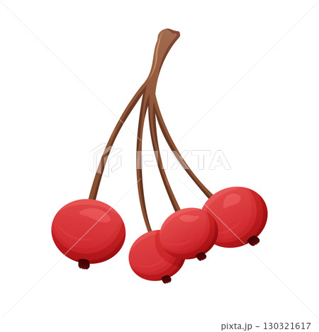 Cranberry berries branch illustration isolated on white background Cranberry berries branch illustration isolated on white background 130321617
