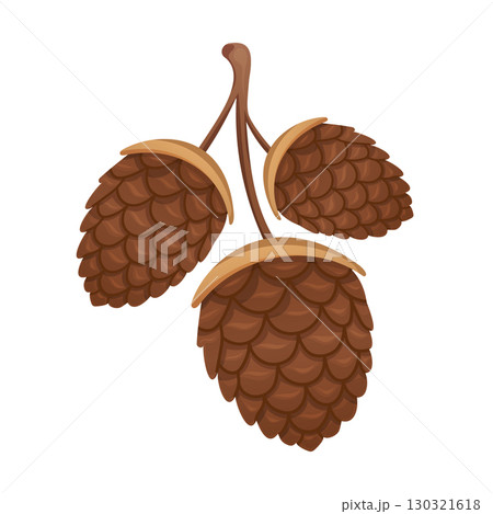 Brown pine cones isolated on white background 130321618