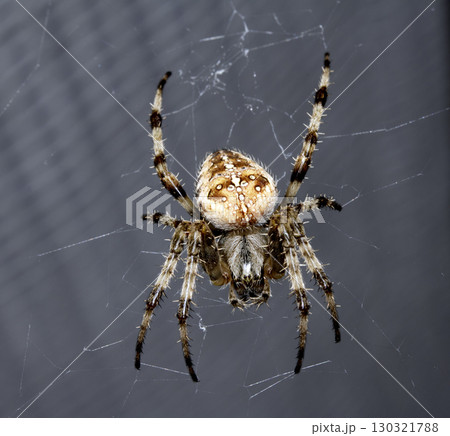 Close up of a UK garden spider on its web waiting for food scary 130321788