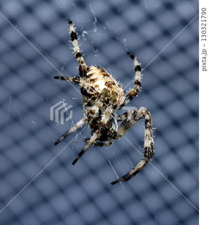 Close up of a UK garden spider on its web waiting for food scary 130321790