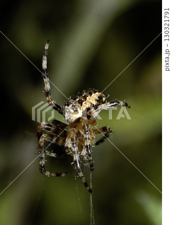 Close up of a UK garden spider on its web waiting for food scary Close up of a UK garden spider on its web waiting for food scary 130321791