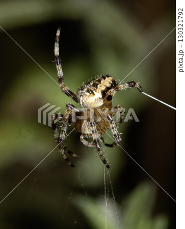 Close up of a UK garden spider on its web waiting for food scary 130321792