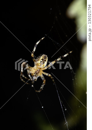 Close up of a UK garden spider on its web waiting for food scary 130321794