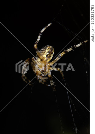 Close up of a UK garden spider on its web waiting for food scary Close up of a UK garden spider on its web waiting for food scary 130321795