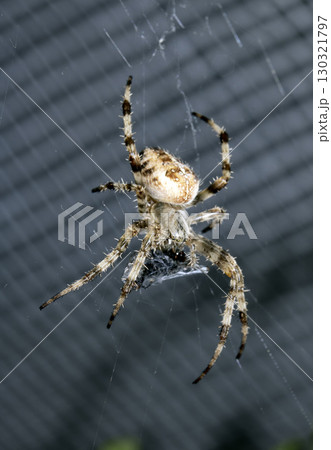 Close up of a UK garden spider on its web wrapping up a caught fly for food 130321797