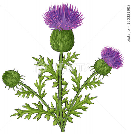 Scottish Thistle Plant with Three Purple Blooms Scottish Thistle Plant with Three Purple Blooms 130321908