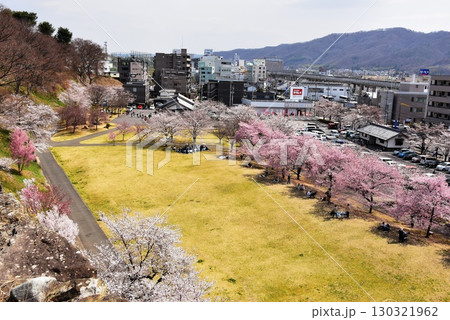 長野県上田市　上田城跡公園の芝生広場と満開桜 130321962
