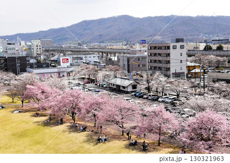 長野県上田市　上田城跡公園の芝生広場と満開桜 130321963