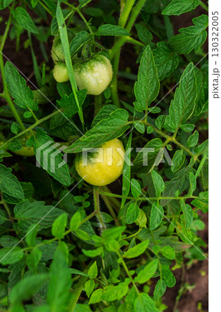 Vibrant Unripe Tomatoes with Dew Drops in a Lush Garden Vibrant Unripe Tomatoes with Dew Drops in a Lush Garden 130322005