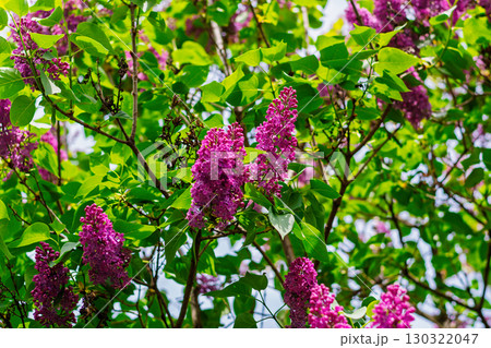Purple lilac flowers blooming among fresh spring leaves Purple lilac flowers blooming among fresh spring leaves 130322047