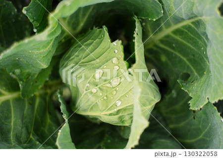 Fresh green cabbage head with water drops in garden close-up Fresh green cabbage head with water drops in garden close-up 130322058