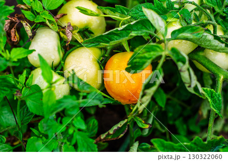 Green unripe tomatoes ripening to orange on vine in garden Green unripe tomatoes ripening to orange on vine in garden 130322060