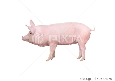 big pig isolated on white background 130322070