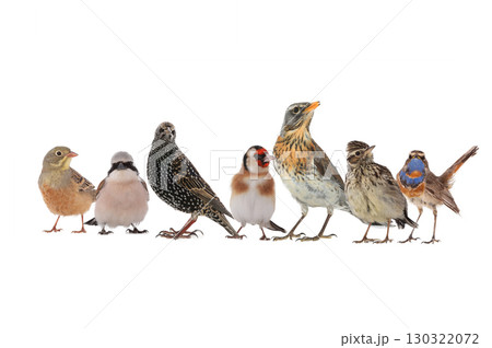 group of birds isolated on white background 130322072