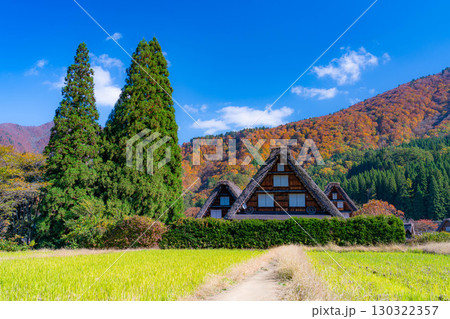 【世界遺産】紅葉真っ盛りの白川郷・三連合掌【岐阜県】 130322357