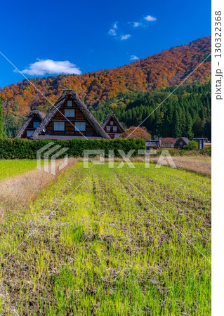 【世界遺産】紅葉真っ盛りの白川郷・三連合掌【岐阜県】 130322368