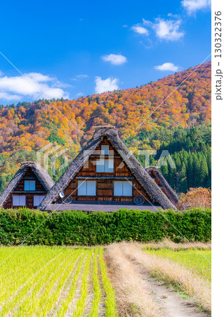【世界遺産】紅葉真っ盛りの白川郷・三連合掌【岐阜県】 130322376