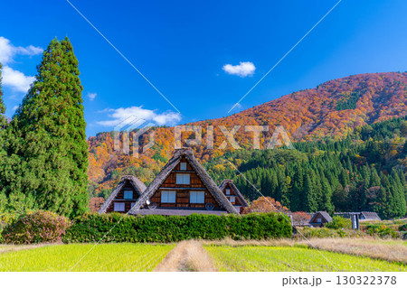 【世界遺産】紅葉真っ盛りの白川郷・三連合掌【岐阜県】 【世界遺産】紅葉真っ盛りの白川郷・三連合掌【岐阜県】 130322378