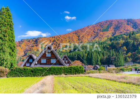 【世界遺産】紅葉真っ盛りの白川郷・三連合掌【岐阜県】 130322379