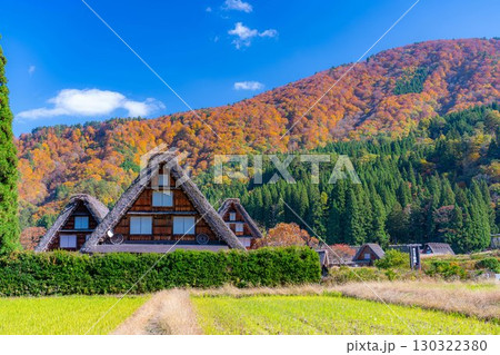 【世界遺産】紅葉真っ盛りの白川郷・三連合掌【岐阜県】 【世界遺産】紅葉真っ盛りの白川郷・三連合掌【岐阜県】 130322380
