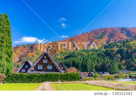 【世界遺産】紅葉真っ盛りの白川郷・三連合掌【岐阜県】 【世界遺産】紅葉真っ盛りの白川郷・三連合掌【岐阜県】 130322381