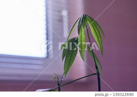 パキラ 陽射し パキラ 陽射し 130322690