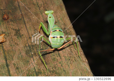 ムネアカハラビロカマキリの幼虫 130322696