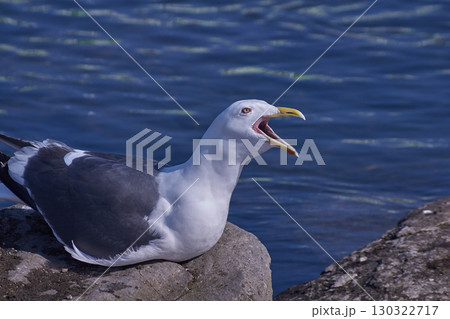 オオセグロカモメ オオセグロカモメ 130322717