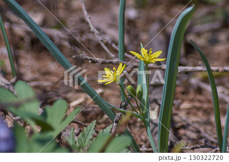 キバナノアマナ キバナノアマナ 130322720