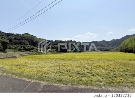 田んぼの風景写真 130322739