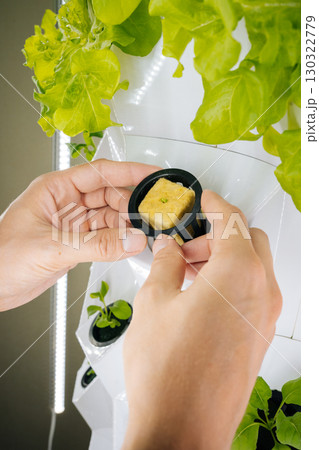 Plant researcher placing small seedling in rockwool cube into vertical hydroponic farming system, showcasing modern agricultural techniques. Concept of healthy sustainable cultivation. 130322779
