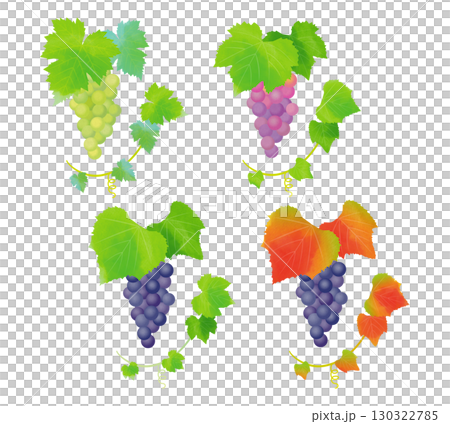 ぶどうのイラスト バリエーション 130322785