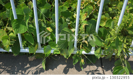 フェンスから飛び出たつる植物 130322955