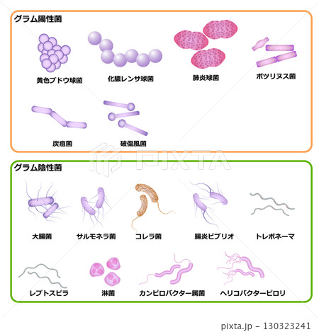 グラム陰性菌とグラム陰性菌 130323241