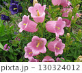 夏 紫色の釣り鐘形の花を下向きに付け、やや横向き咲きます。 130324012