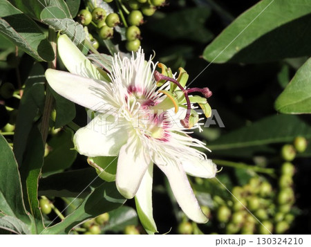 花壇の花：つる性の花、時計草の花：梅雨から夏の花。 130324210