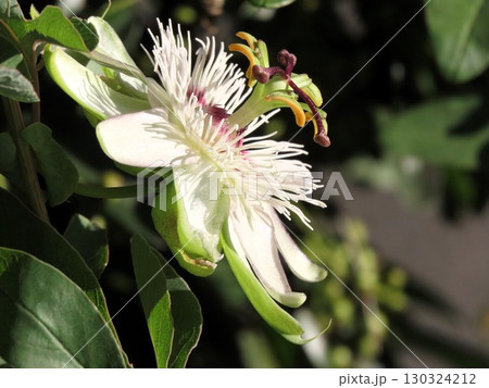 花壇の花：つる性の花、時計草の花：梅雨から夏の花。 130324212