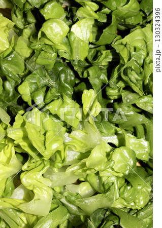 Close up of sliced chopped baby gem green lettuce Close up of sliced chopped baby gem green lettuce 130324396
