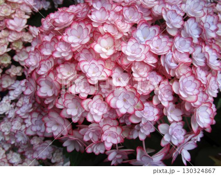 ピンク系のアジサイの花のアップ ピンク系のアジサイの花のアップ 130324867
