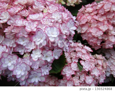ピンク系のアジサイの花のアップ ピンク系のアジサイの花のアップ 130324868
