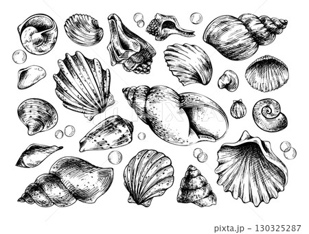 Hand drawn line art illustration of assorted seashells. Black ink marine collection with different shapes and bubbles, perfect for clipart, coastal artworks, patterns and nautical decor projects. 130325287