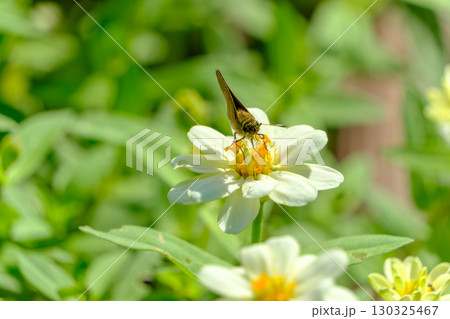 白いジニアにとまる蝶 白いジニアにとまる蝶 130325467