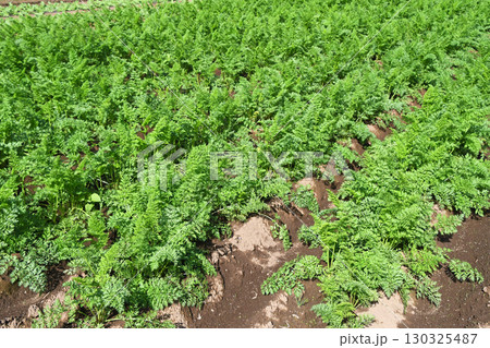 ニンジン畑 130325487